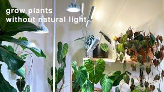My houseplant grow lights and set up | no natural light