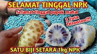 Luar biasa Saya terkejut dengan hasilnya..!! Cara membuat pupuk NPK mutiara 16-16-16