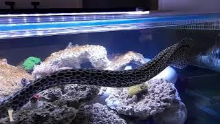 Moray Eel tank update