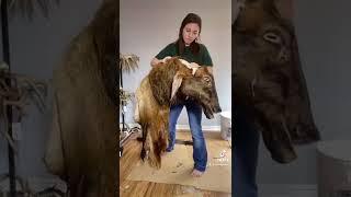 Mounting a shoulder mount elk! Taxidermy art