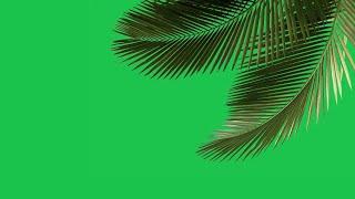green screen tree leaves effect | palm tree animation green screen | leaves green screen effect