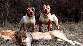 Dogo Argentino VS Lion Meet in Wild! - Blondi Foks