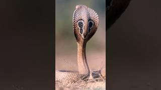 NAGIN-Dangerous Snake #8k #wildlife #youtubeshorts  #short