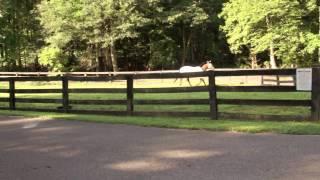 How To Feed Horses With Health Issues