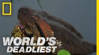 Anaconda Devours World's Largest Rodent | World's Deadliest