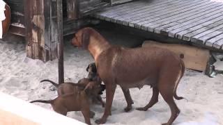 Rhodesian Ridgeback puppies at the beach