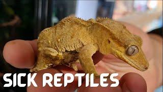 Saving Reptiles Lives At Cheshire Reptile Rescue