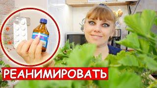 Как СПАСТИ КОМНАТНЫЕ РАСТЕНИЯ с помощью АСПИРИНА и ПЕРЕКИСИ!