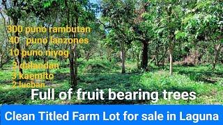 #Vlog249 FARM LOT CLEAN TITLED FOR SALE in LAGUNA 100% FLAT LAND | FULL OF FRUIT BEARING TREES