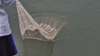 Cast Net Fishing/Most Popular Cast Net Fishing in Village Pond - Net Fishing With Beautiful Natural