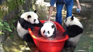 Summer Time, Let's Bath Again! (Chong Chong and friends) | Adorable Panda