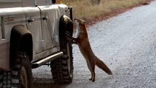 Fox trying to get in Land Rover Defender - Friendship with wild fox