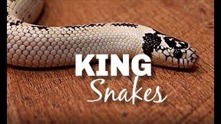 King Snake Care and Maintenance