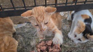 Hungry Kittens go crazy when they smell Food.