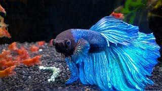 7 Most Popular Betta Tank Mates You Need to Try