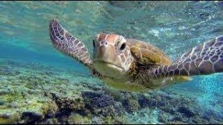 The Great Barrier Reef of Australia - Underwater Life Great Barrier Coral Reef (HD)