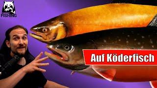 Russian Fishing 4 - Kuori - Saibling auf Köderfisch