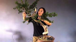 How to bend a bonsai - great bonsai bending skills #238 #bonsai #lovebonsai
