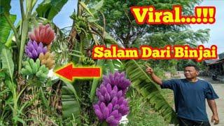 Terbaru! Salam dari binjai-Video viral