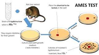 NEOPLASIA 7: CHEMICAL CARCINOGENESIS & Ames test