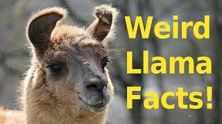 Top 10 Weird Llama Facts You Didn't Know!