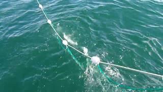 Salmon Gill Net Fishing 2016