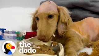 Puppy's Mom Knew Something Was Wrong | The Dodo