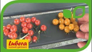 Wildtomaten im Garten - einfacher gehts nicht!