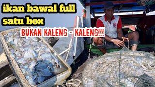 Perjuangan nelayan ikan bawal Kalimantan tengah||VLOG nelayan #5