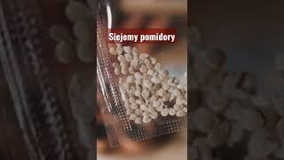 Siejemy pomidory