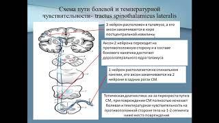 6 Путь болевой и температурной чувствительности