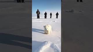 ‍️ Tiny Polar Bear's Heartwarming Rescue!  #PolarBearRescue #WildlifeConservation #ArcticAnimals