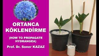 Çelikten Ortanca Köklendirme, Ortanca Nasıl Çoğaltılır, How To Propagate Hydrangea, Ortanca Çiçeği