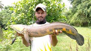 #Snakehead Fishing // Gujarat // Rahul Patel//#maral  //maral Fishing // dem fishing