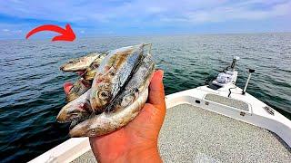 Fishing CUT! BAIT over these Gulf REEFS until our Arms were SORE!