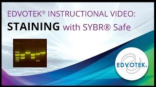 SYBR® Safe - Edvotek Video Tutorial