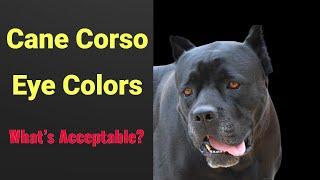 Cane Corso Eye Colors — What’s Acceptable?