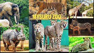 A Day at MYSORE ZOO 2023 | Sri Chamarajendra Zoological Gardens || Animal Videos | Karnataka | India