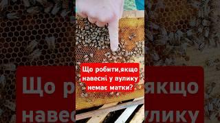 Рятуємо  вулик без матки #бджільництво #матка #пасіка #україна #bees #beekeeping #ukraine