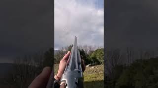 Τουφεκιά σε φάσσα με φυσίγγι τσίχλας #hunting #woodpigeon #gopro #shotgun