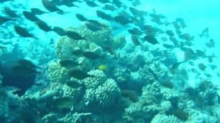 Snorkling in the Red Sea