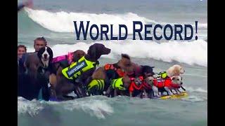 San Diego SURF DOG Championship World Record Breaker Most Surfing Dogs 1 Surfboard Coronado