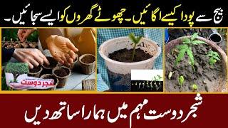 shajar dost and damaan tv tree planting | dikhan tree planting | Plantation | planting in small home