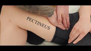 Muscle Palpation - Pectineus (Adductor Group) [ASMR] [NEW]