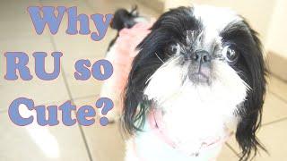 Cute Shih Tzu Puppies || TOO CUTE