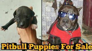 Am Pitbull Puppies For Sale || American Pitbull Dogs || Pitbull Fighting || Sahil Berwer ||