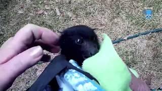 Rescuing a baby flying-fox alone in a tree:  this is Xanto