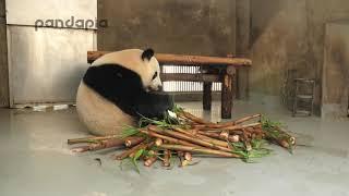 Po eats the bamboo shoots