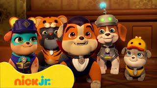 Rubble & Crew | Achtertuinprojecten met Rubble en Motor! | Nick Jr. Nederlands