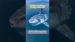 Mind-Blowing Facts About the Mola Mola You Never Knew! #uniquefact #molamola #fypシ゚ #shorts